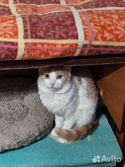 Зайка ищет дом