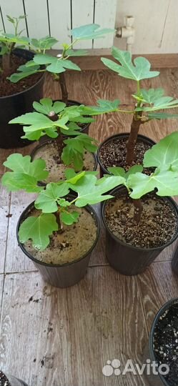 Саженцы инжира для домашнего выращивания