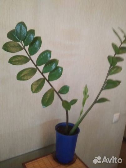 Замиокулькас