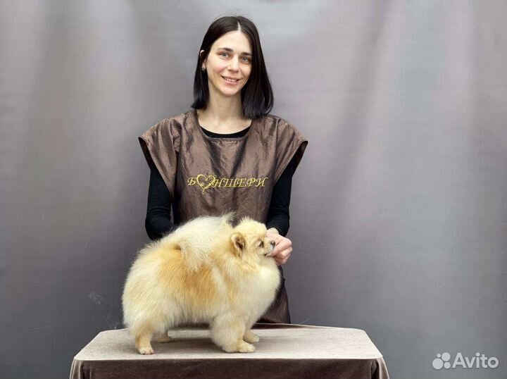 Груминг стрижка собак