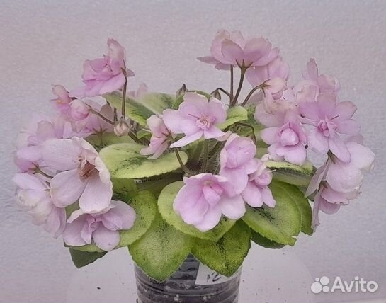 Фиалки мини