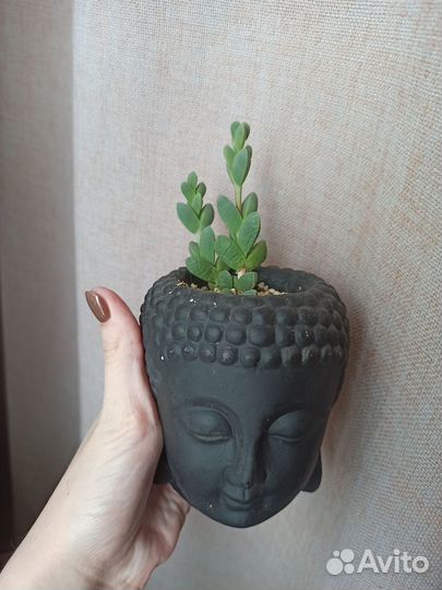 Кактусы, суккуленты, толстянка, седум