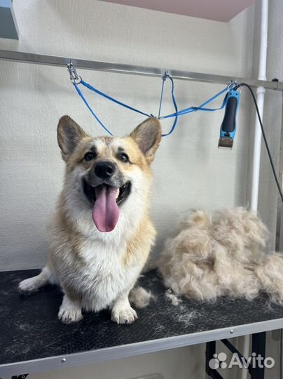 Груминг стрижка собак и кошек