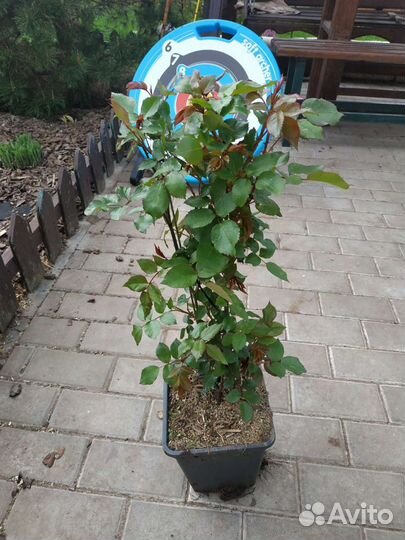 Роза Софи Лорен, Ritausma,Фламентанц, Парад