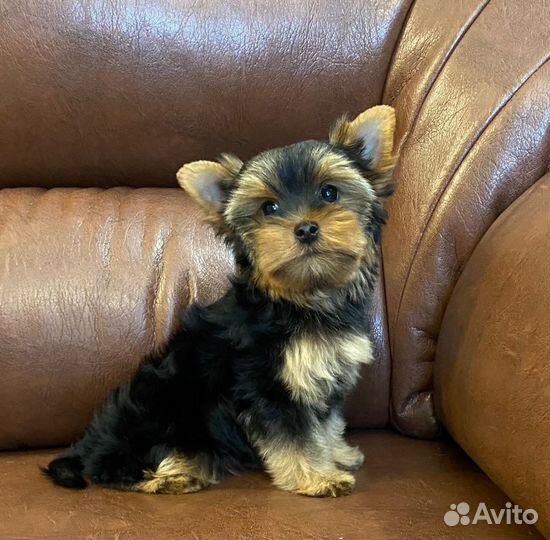 Йоркширский терьер