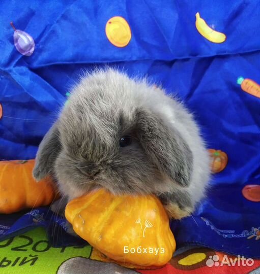 Миниатюра карликовый кролик экстра класса