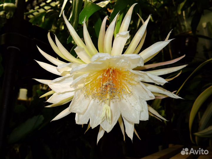 Селеницереус золотистоцветковый