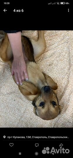 Небольшая собачка как ребенок ждёт семью в отлове