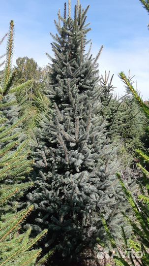 Ель голубая и зеленая