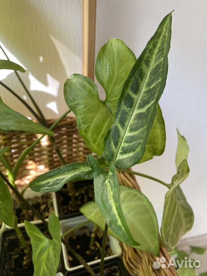 Сингониумы сортовые