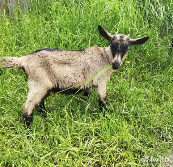 Козлята