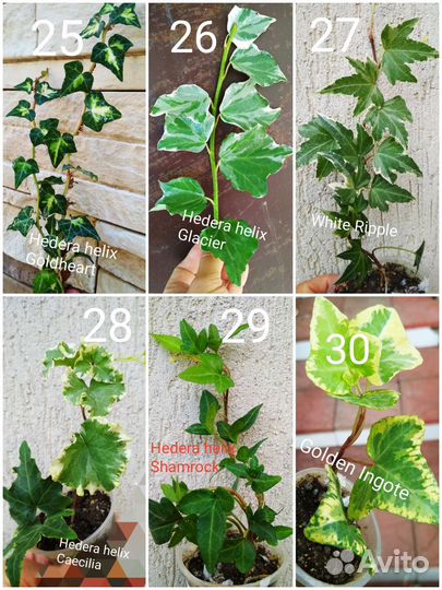 Плющи (Хедеры)