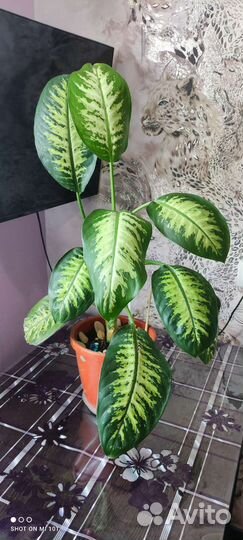 Диффенбахия