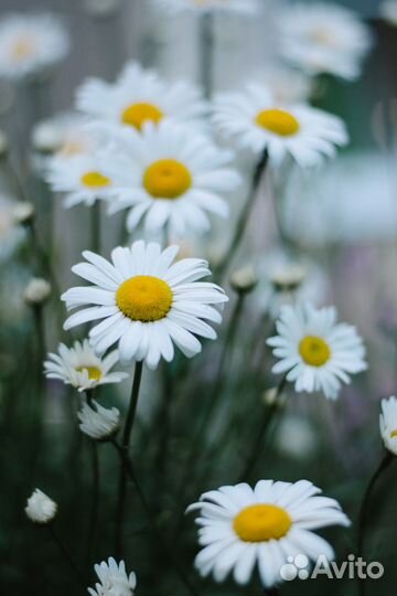 Фикс AF-S Nikon Nikkor 50mm f/1.8G