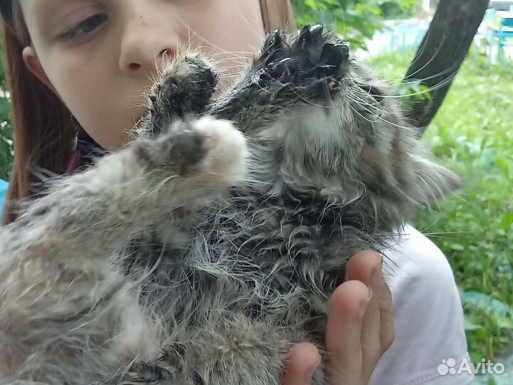 Кошка в дар бесплатно