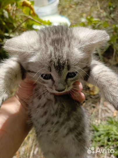 Котята мышеловы
