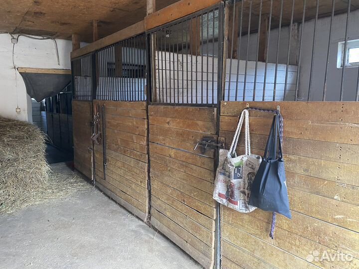 Передержка собак и других животных