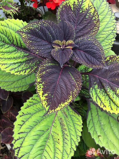 Срезы колеусов #4