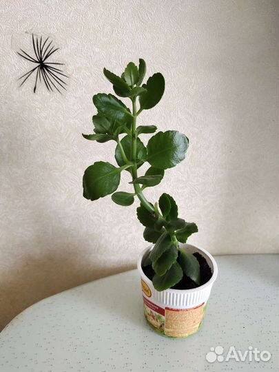 Каланхоэ цветущий