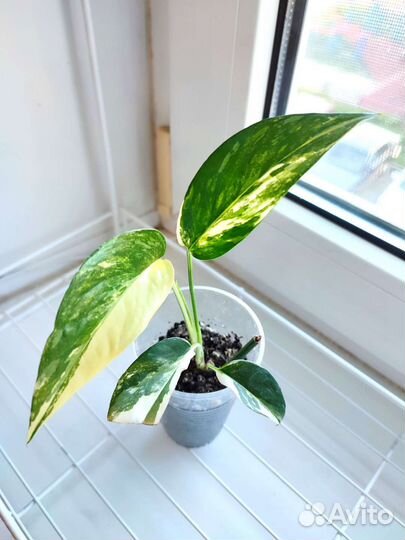 Комнатные цветы, хойя, Сингониум, фикус