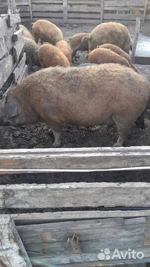 Венгерская мангалица