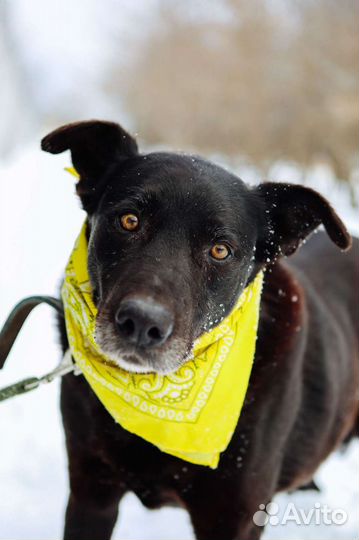 Большой добрый послушный пес