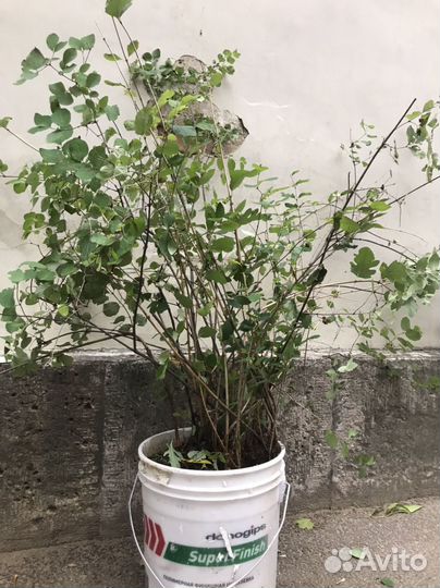 Снежноягодник саженцы