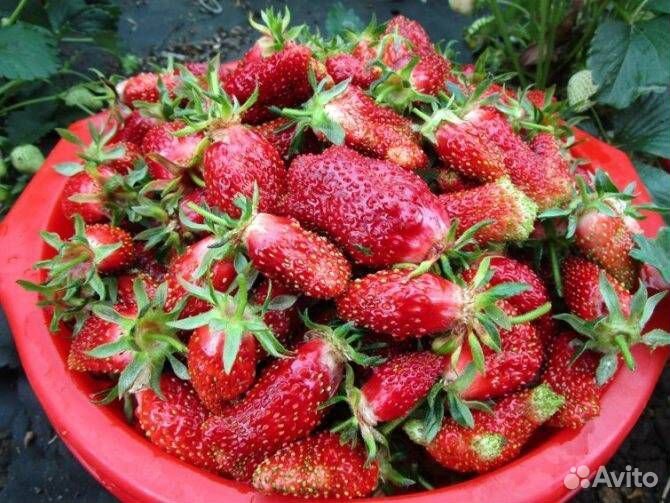 Рассада клубники Усы. Сорт Купчиха