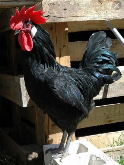 Петухи породистые