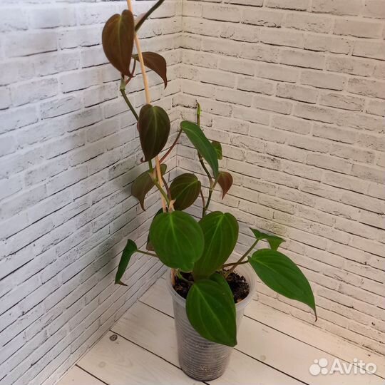 Филодендрон Миканс