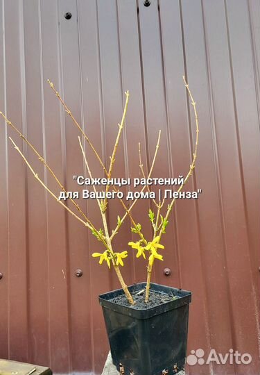 Форзиция Спирея Пузыреплодник Туя Можжевельник