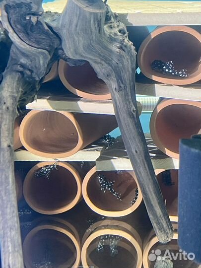 Номерные сомы L-201