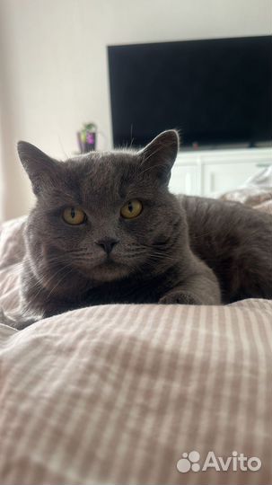 Британский кот на вязку