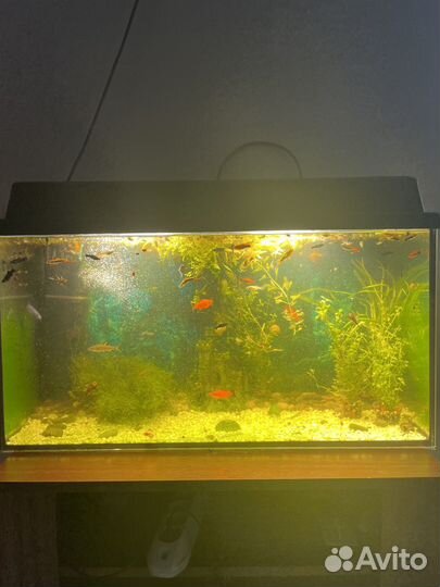 Аквариум с тумбой 160 литров