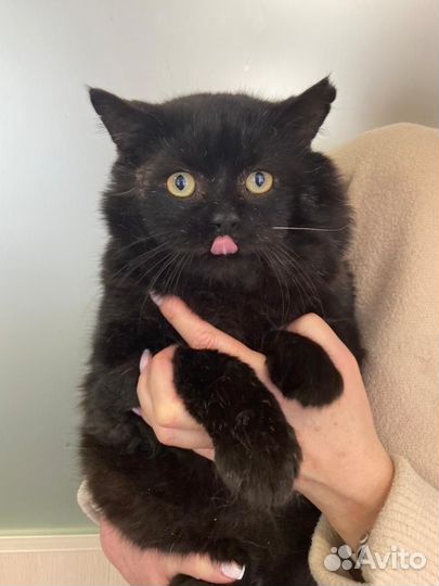 Котик Черныш