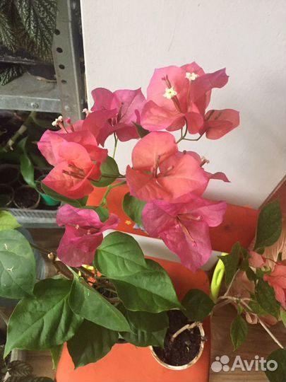 Бугенвиллия