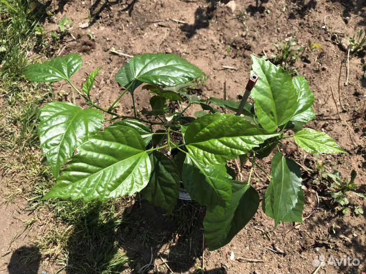 Гибискус, китайская роза