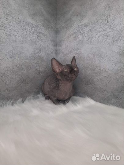 Канадский сфинкс