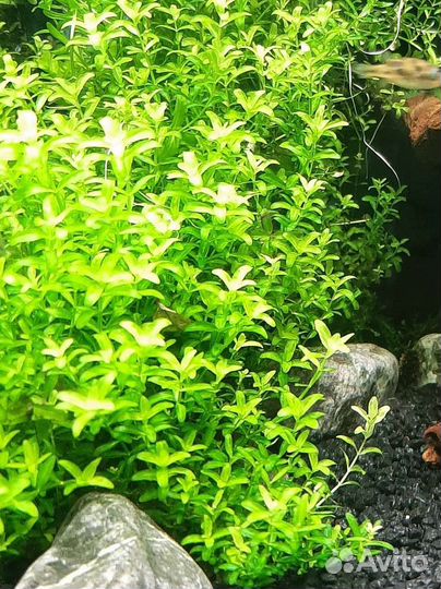 Гуппи Кои золотой,растения,мох,гриндальский червь