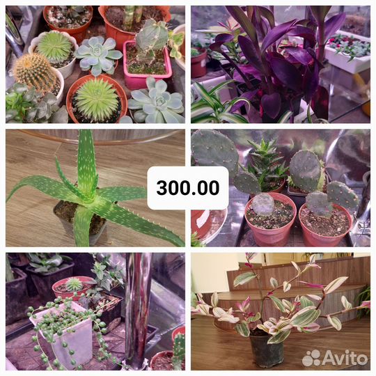 Цветы комнатные кактус суккулент