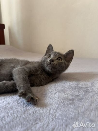Котенок