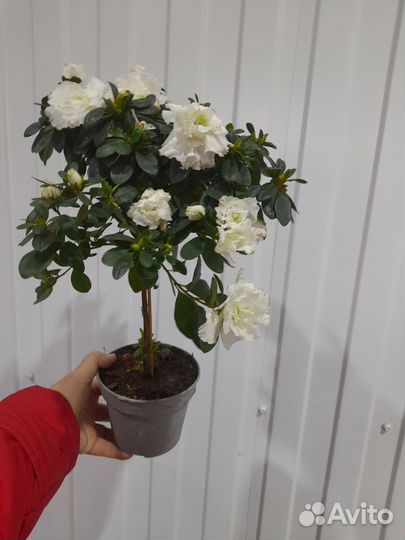 Рододендрон Азалия на штамбе