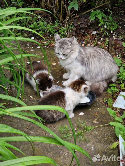 Кошки в добрые руки