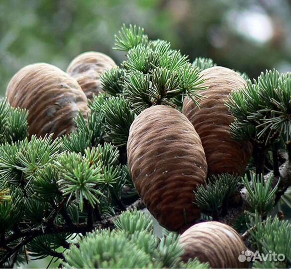 Шишки гималайского кедра