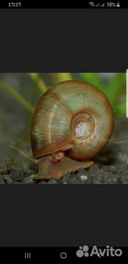 Улитки катушки,ампулярии