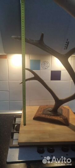 Рога марала