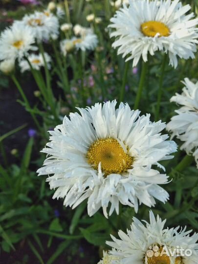 Садовые цветы