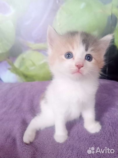 Котенок девочка бесплатно