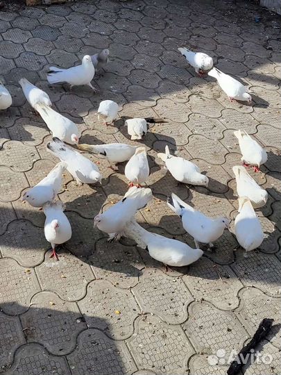 Голуби белые свадебные