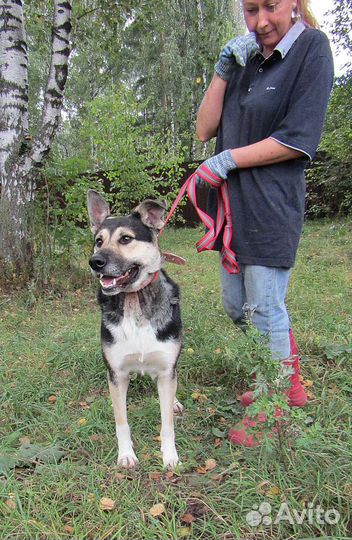 Кубик, классный пёс